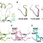 Mutations in influenza's genome can cause variations in a part of the virus's structure called the 220-loop. Here, the researchers compare loop variants. (Image courtesy Wu et al.) 