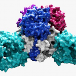 An antibody from a human survivor (light blue or turquoise) is shown inactivating the Lassa virus surface protein. The work shows how to engineer vaccine strategies to elicit protective immune responses. (Image courtesy Ollmann Saphire Lab.)