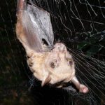 A forest bat netted in Uganda. The bat hosts a parasite – a large wingless, eyeless fly – that in turn seems to be host for a newfound virus. New work from the University of Wisconsin–Madison is helping unravel the ecological interplay of important pathogens and their hosts. After testing, the bat was released unharmed. (Courtesy Tony Goldberg)