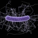 Clostridium difficile. Credit: Centers for Disease Control and Prevention (CDC)