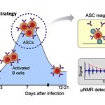 Antibody-secreting cells (ASCs) transiently migrate in peripheral blood, peaking seven days after infection. In the MCD (magnetic capture and detection) approach, ASCs are enriched through magnetic capture and briefly cultured on-chip to increase antibody concentrations. Secreted antigen-specific antibodies are then detected by micronuclear magnetic resonance (μNMR). Courtesy: ACS Nano DOI: 10.1021/acsnano.7b06074
