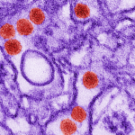 Image: Zika virus particles. Credit: CDC / Cynthia Goldsmith