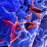 Ebola virus particles (red) on a larger cell. Credit: National Institute of Allergy and Infectious Diseases, NIH
