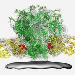 This protein structure diagram illustrates the location of the fusion peptide epitope (red) on the HIV spike (green), which projects out of the viral membrane (grey). The diagram also shows how a broadly neutralizing antibody (yellow) binds to the fusion peptide. Credit: NIAID