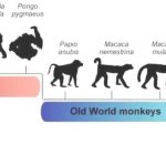 A schematic representation of the evolutionary relationship between mammal species that were tested for ZIKA susceptibility. Credit:  Qiang Ding and Alexander Ploss, Princeton University