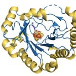 A structural model of viperin, a naturally occurring enzyme in humans that is known to have antiviral effects on viruses such as West Nile, hepatitis C, rabies, and HIV. A new study led by researchers from Penn State and the Albert Einstein College of Medicine reveals the mode of action of viperin, which facilitates an important reaction that results in the production of ddhCTP, a molecule that prevents viruses from copying their genetic material. Credit: David W. Gohara, Ph.D (PDB: 5VSM; Fenwick et al. PNAS 2017 114 6806-6811)