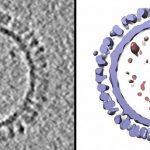 On the left is a 1918 H1 influenza virus-like particle (VLP) as seen by cryo-electron microscopy. On the right is the same VLP rendered in 3D with structural components computationally segmented and colored; hemagglutinin and membrane are light blue and internal components (molecular cargo) are red. Credit: NIAID