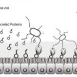 The mechanism of initial attachment of ETEC to human intestinal epithelium and its inhibition by antibodies. Credit: Osaka University