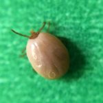 This is an engorged deer tick, or Ixodes scapularis, a species of tick that can transmit Lyme disease. Credit:  NIAID