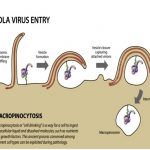 Ebola Virus Entry. Credit:  Texas Biomedical Research Institute