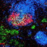 Virus-Mimicking Nanoparticles Can Stimulate Long-Lasting Immunity
