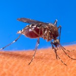 Thailand researchers announce dengue fever vaccine