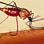 Millions are infected by the vector-borne disease 