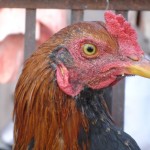 Bird flu can sometimes spread to domestic poultry