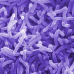 New UF-created technique may help quell cholera outbreak