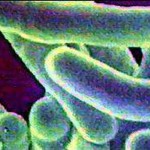 New antibiotic-resistant bacteria discovery