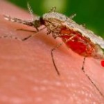 New Malaria vaccination strategy enables superior protection