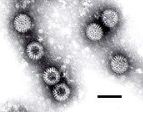 Rotavirus vaccination and intussusception