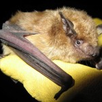 Bat Hibernation Keeps Rabies Going