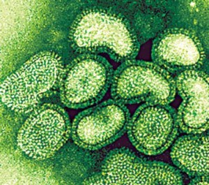 Natural antibody disovery brings universal flu vaccine one step closer