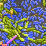 Cholera pandemic's source discovered