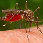 Malaria deaths drop but future still uncertain