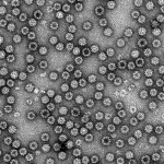 Norovirus vaccine research moves forward