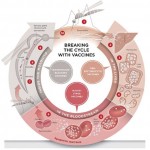 Malaria life cycle with potential vaccine targets
