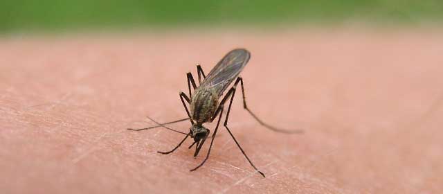 Biomarkers allow early detection of dengue hemorrhagic fever