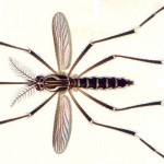 Aedes_aegypti_E-A-Goeldi_1905