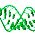 SiRNA_structure