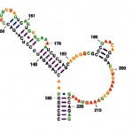 HIV_RNA