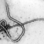Ebola_virus
