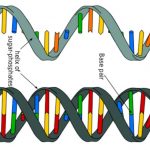 RNA_DNA
