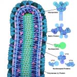 EbolaVirusProtein