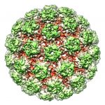 HPV_Virus