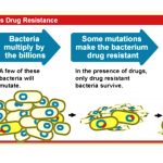  Diagram showing how genetic mutation causes drug resistance. Bacteria multiply by the millions. A few of these bacteria will mutate. Some mutations make the bacterium drug resistant. In the presense of drugs, only drug resistant bacteria survive. Drug resistant bacteria multiply and thrive. By NIAID