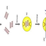 Mechanism of RNA interference