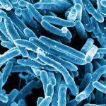 Mycobacterium tuberculosis Bacteria - by National Institutes of Health (NIH)