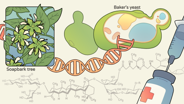 Synthetic biologists inserted genes from the soap bark tree and other organisms into yeast to create a biosynthetic pathway for building a complex molecule called QS-21, a powerful adjuvant used in vaccines. The chemical structure of QS-21 is in the background. Credit: Bianca Susara, Berkeley Lab